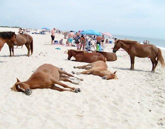 Wild Beach Horses